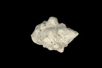 藏品(大岩螺)的圖片